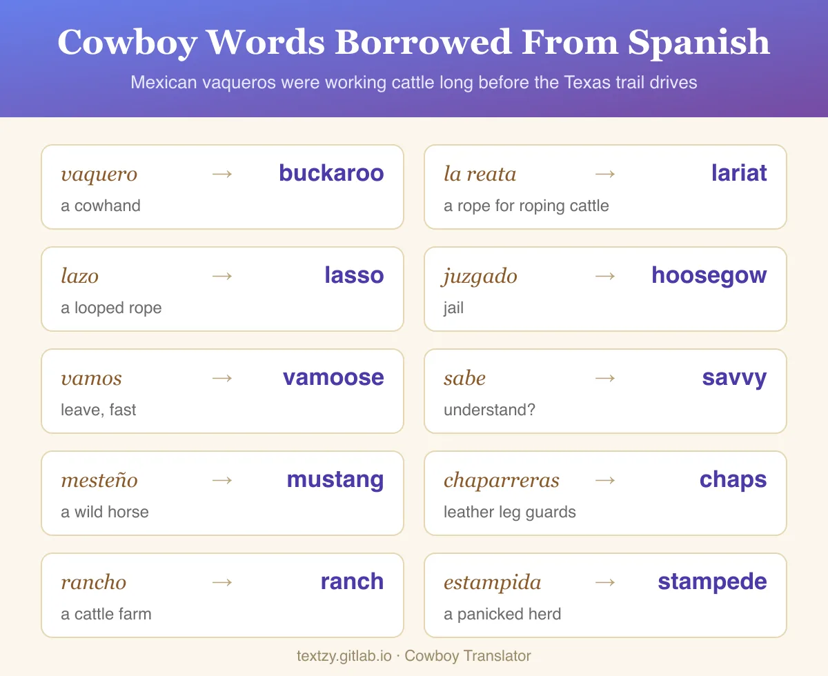 Cowboy words borrowed from Spanish: vaquero became buckaroo, la reata became lariat, lazo became lasso, juzgado became hoosegow (jail), vamos became vamoose, sabe became savvy, mesteño became mustang, chaparreras became chaps, rancho became ranch, and estampida became stampede.